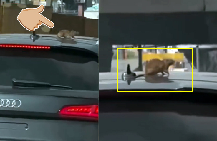 Captan rata de gran tamaño viajando sobre un auto de lujo en la Ciudad de México