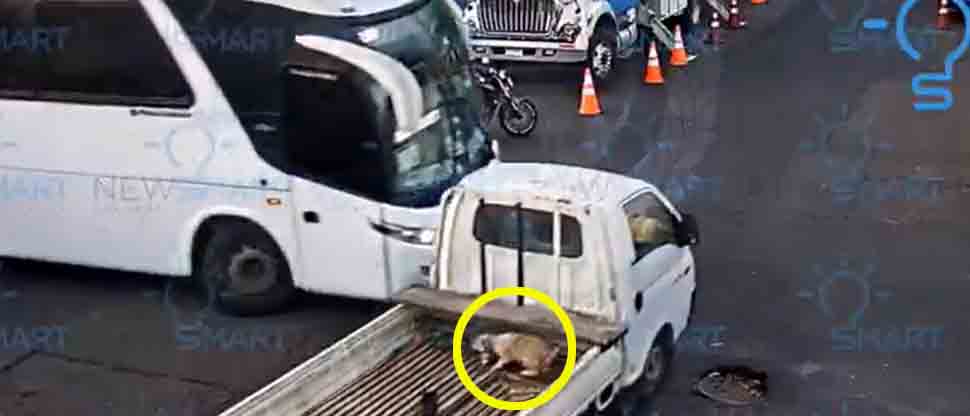 Perrito pasa el «susto de su vida» tras accidente en Santa Tecla