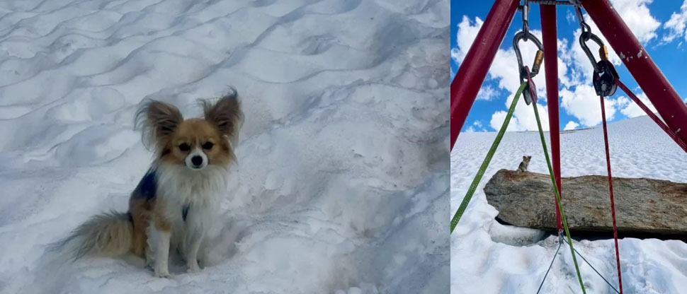 Perro chihuahua ayudó a rescatistas suizos a encontrar a un hombre que cayó en un glaciar