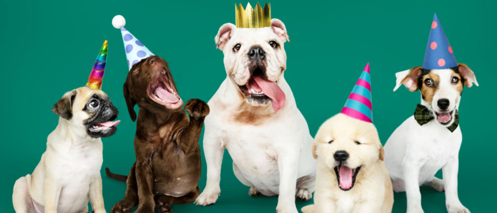 Cada 21 de julio se celebra el día mundial del perro