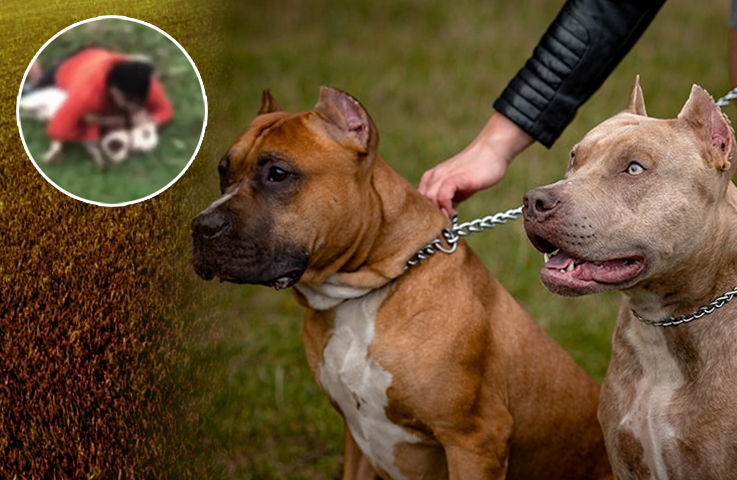 Luchador de MMA logra neutralizar ataque de dos pitbulls en Brasil