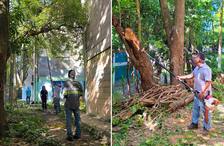Realizan labores de poda preventiva en comunidades de Mejicanos, San Salvador