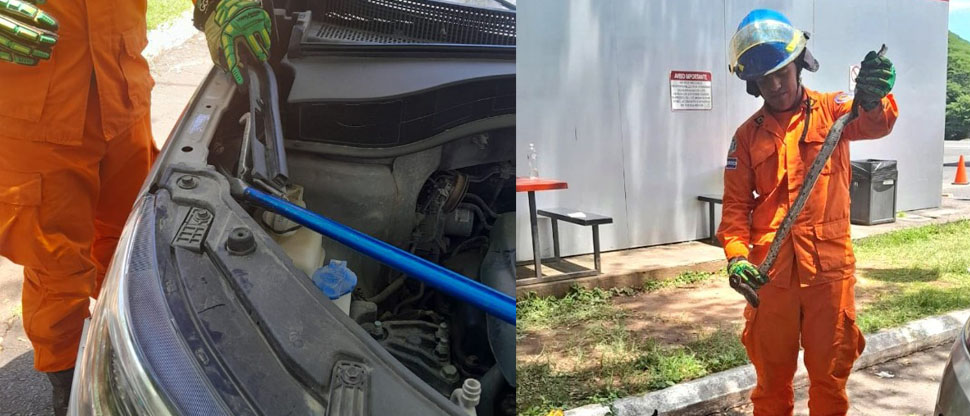 Bomberos atrapan una serpiente que estaba en el motor de un carro