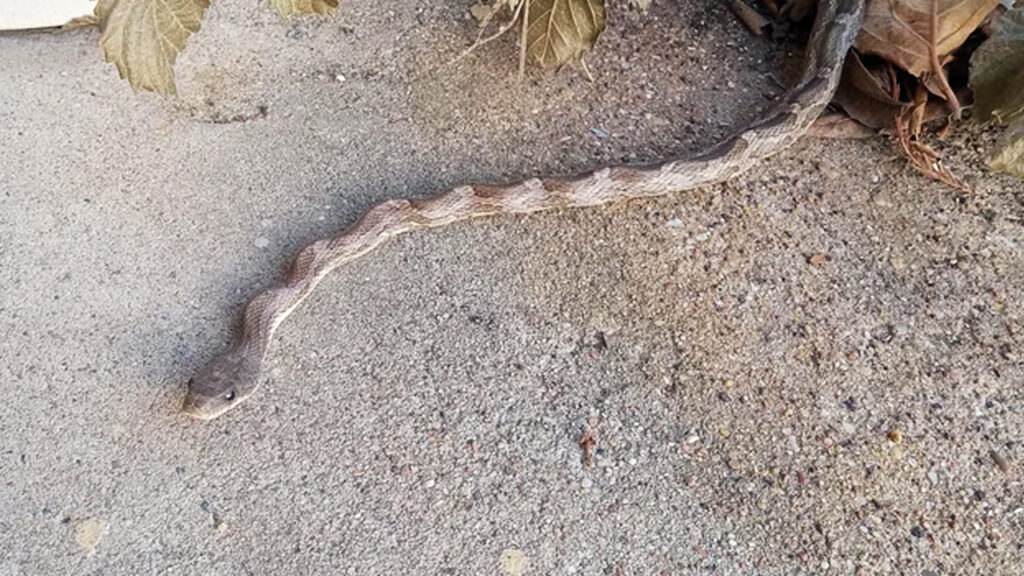 México: niña de 8 años se debate entre la vida y la muerte tras la mordida de una serpiente