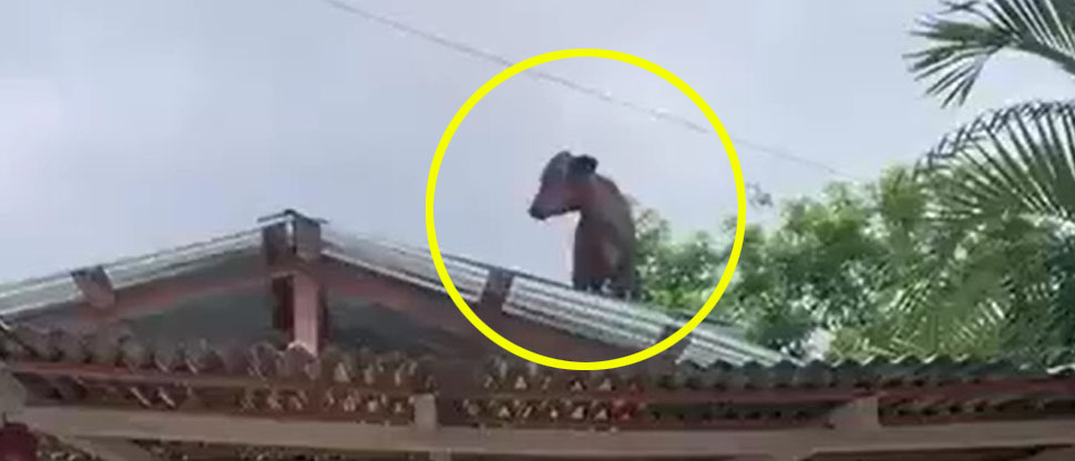Vaca corre por el techo de una casa y se vuelve viral