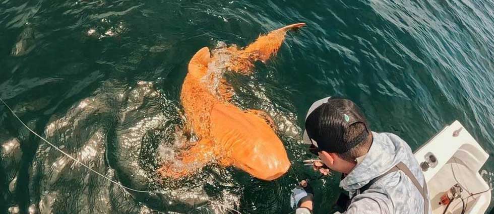 ¡¡¡Descubren a un extraño tiburón naranja y ojos blancos en Costa Rica!!!