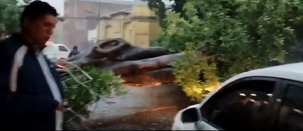 Reportan paso cerrado en la avenida España por un árbol caído