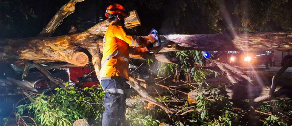 Lluvias y vientos derriban un árbol y dañan un auto en Santa Ana