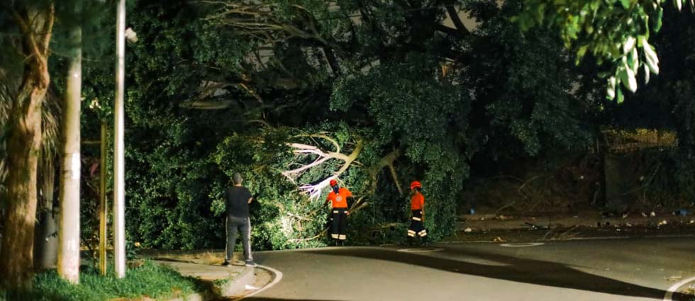 Remueven enorme árbol que obstaculizaba el paso en la colonia Miramonte de San Salvador