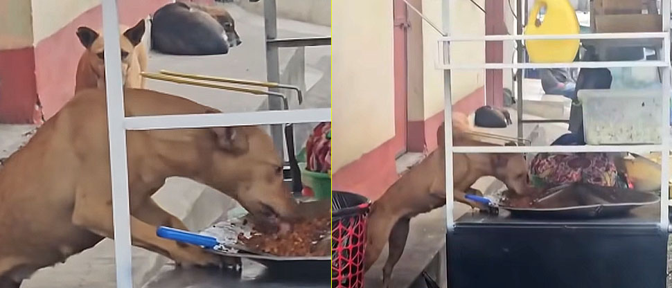 «Firulais» se da un banquete y deja sin la venta de tacos al dueño del negocio