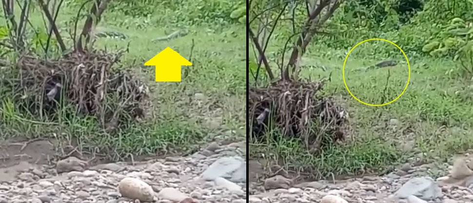 A pedradas agarraron a enorme culebra vista en un río de Chalatenango