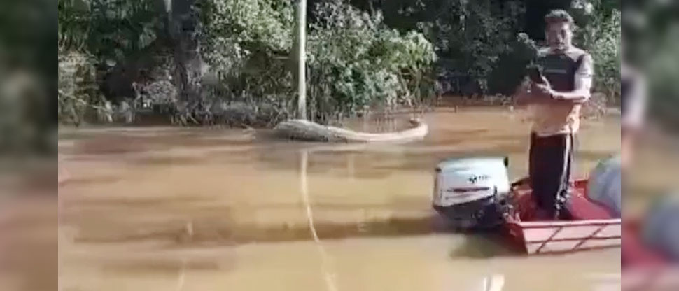 Pescadores avistan tremenda anaconda en río Amazonas