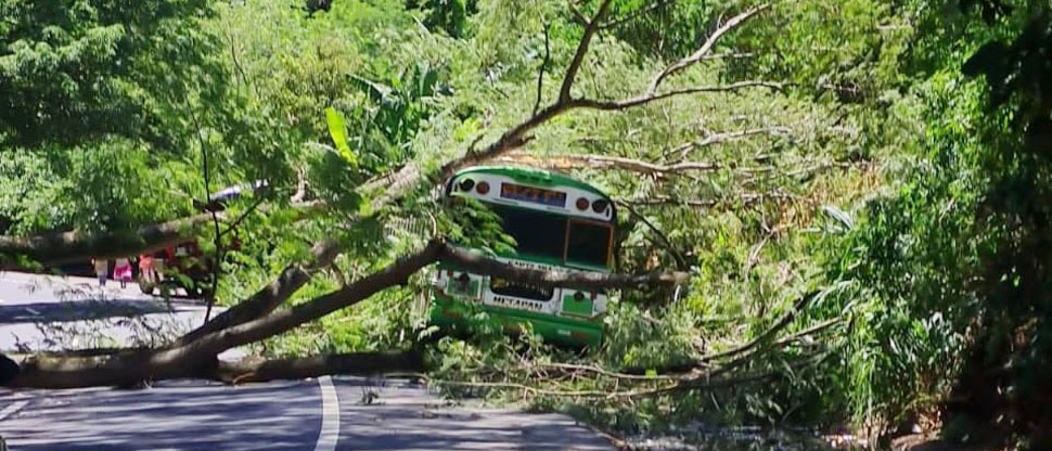 Pasajeros viven momentos de pánico al caer árbol sobre autobús de ruta 201