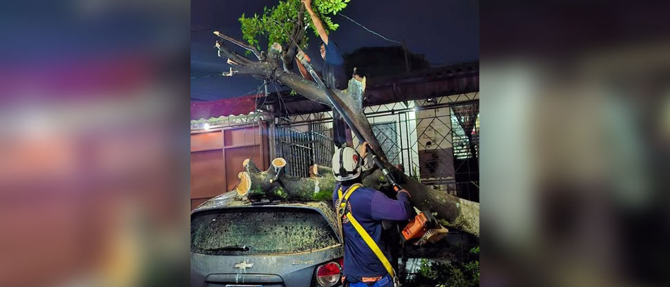 Intensos vientos derriban árbol que cayó sobre vehículo en Mejicanos