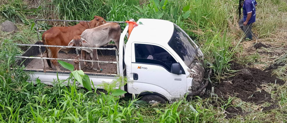 Camión que transportaba vacas cae en barranco en Tecoluca