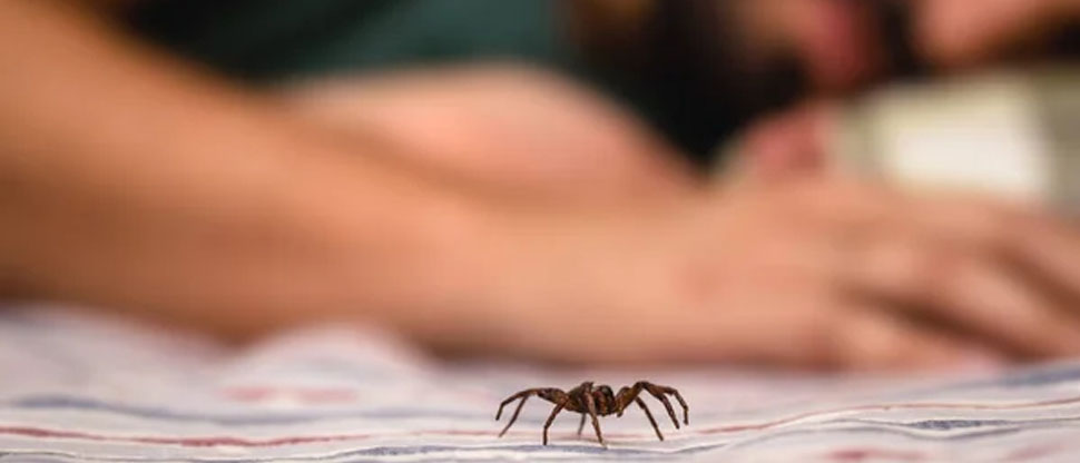 Hombre pierde la vida al ser picado por una araña venenosa que compró por línea