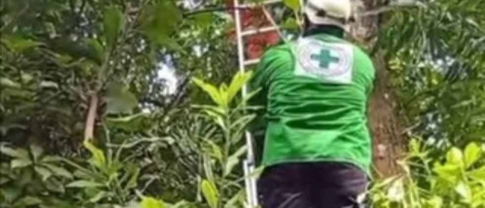 Hombre sufre descarga eléctrica mientras podaba árboles en Ciudad Delgado