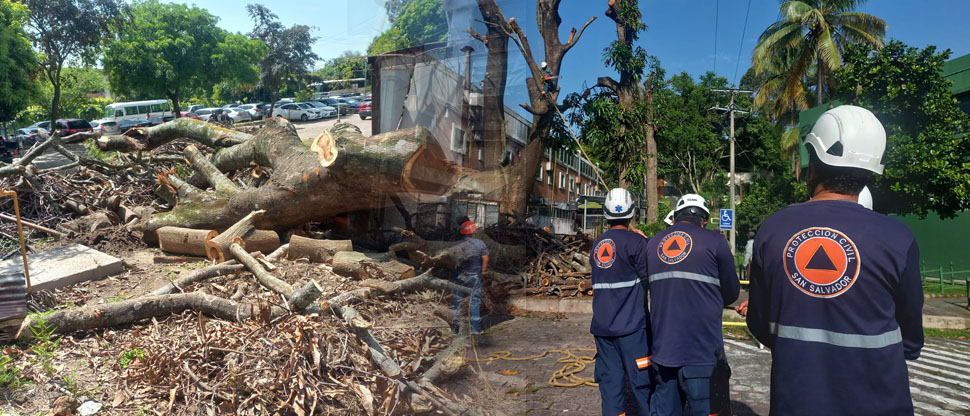 Realizan poda preventiva de árbol que presentaba riesgo para estudiantes de la UES