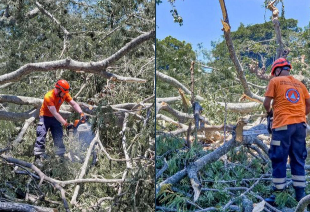 Realizan tareas para remover árbol que obstruye la vía en distrito de San Vicente
