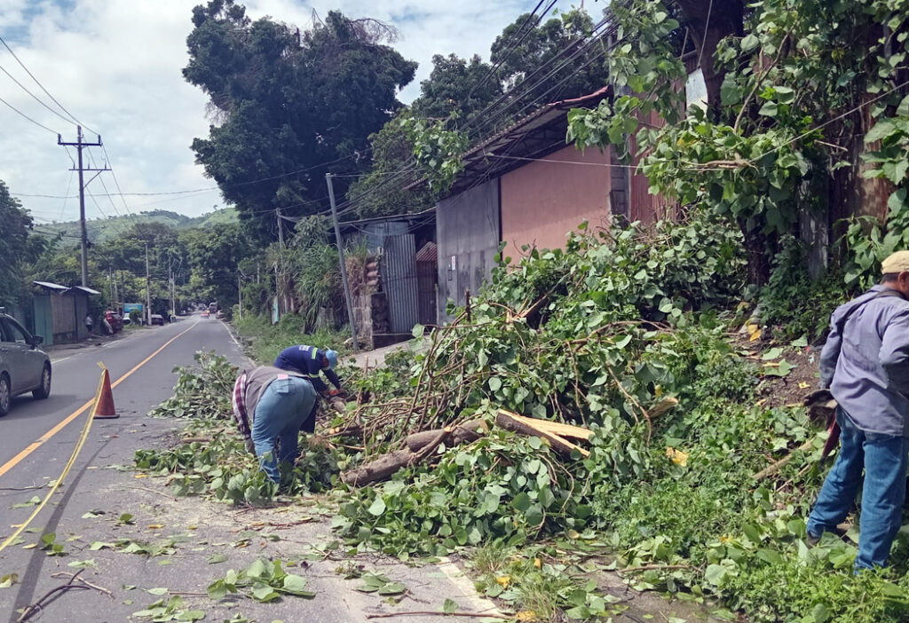 Remueven escombros y ramas de un árbol que cayeron tras las lluvias de la noche anterior