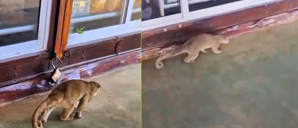 Micoleón sorprende a turistas que disfrutaban en cerro El Pital, Chalatenango