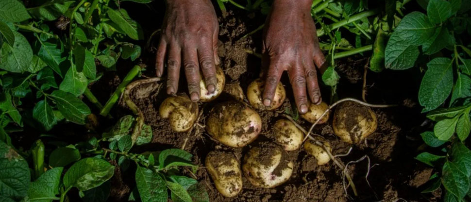 Ministerio de Agricultura y Ganadería impulsa el cultivo de papa en Morazán