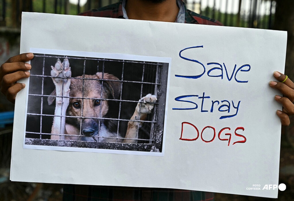 India: dan marcha atrás a polémica ley que ordenaba encerrar a todos los perros callejeros