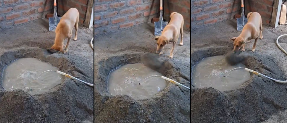 “Perrito albañil” se roba el cariño de usuarios en redes sociales