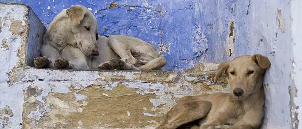 INDIA: ordenan la captura de perros callejeros en la capital