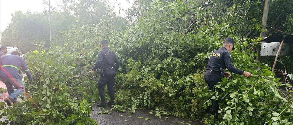 Policías ayudan a remover árbol caído por lluvias en Cuscatlán