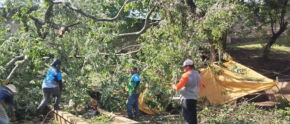 Retiran árbol que cayó sobre los chalets en el estadio Óscar Quiteño de Santa Ana