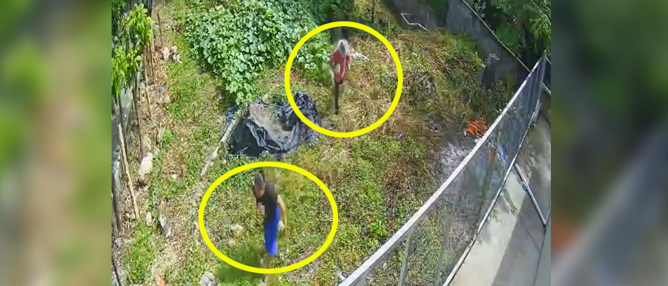Piden los tres Doritos después para pareja que hurtaron cultivos en Morazán