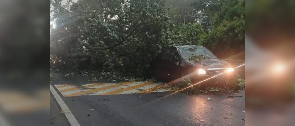 Árbol cae sobre vehículo en marcha, en Santa Ana