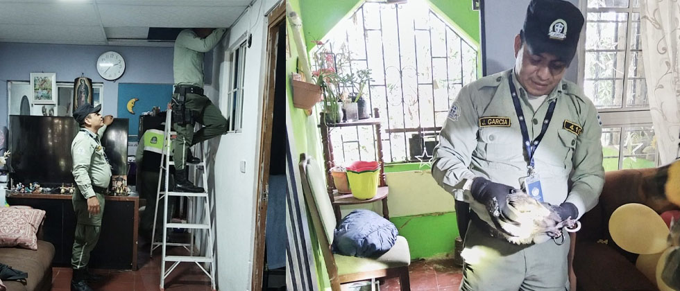 Familia se lleva tremendo susto al descubrir un tacuazin en su vivienda