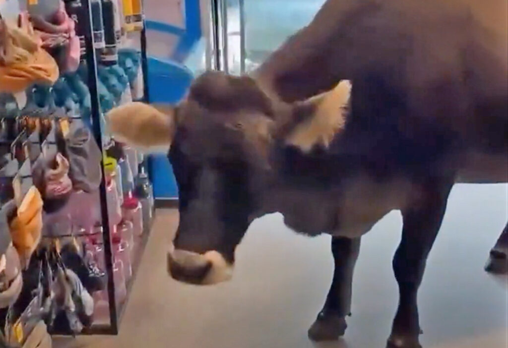 Cliente inesperado; vaca sorprende a empleados de una tienda de ropa en Austria