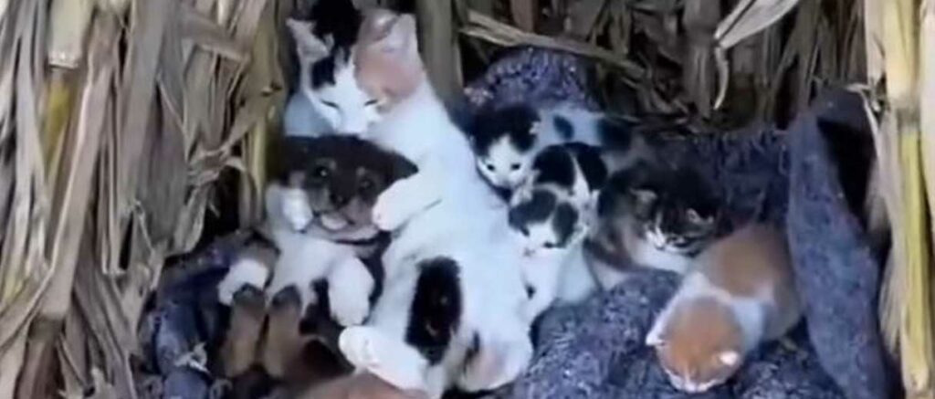 Viralizan a una gatita «adoptando» a un perrito