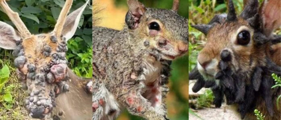 Alerta en Estados Unidos por extraño virus que afecta animales