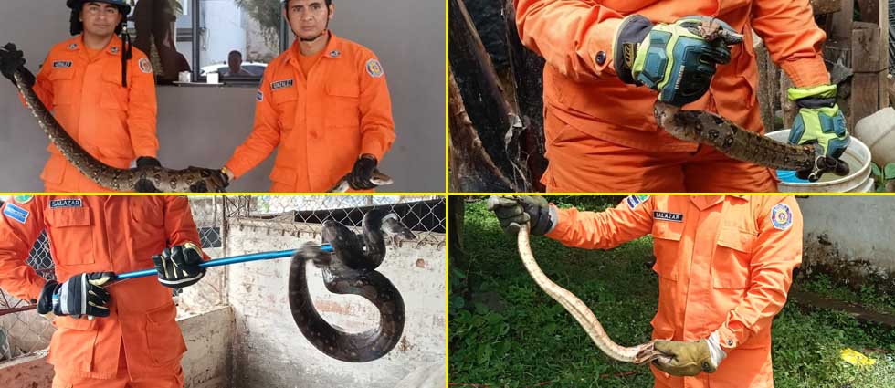 Bomberos atiende varias llamadas por serpientes en diferentes puntos del país en las últimas horas