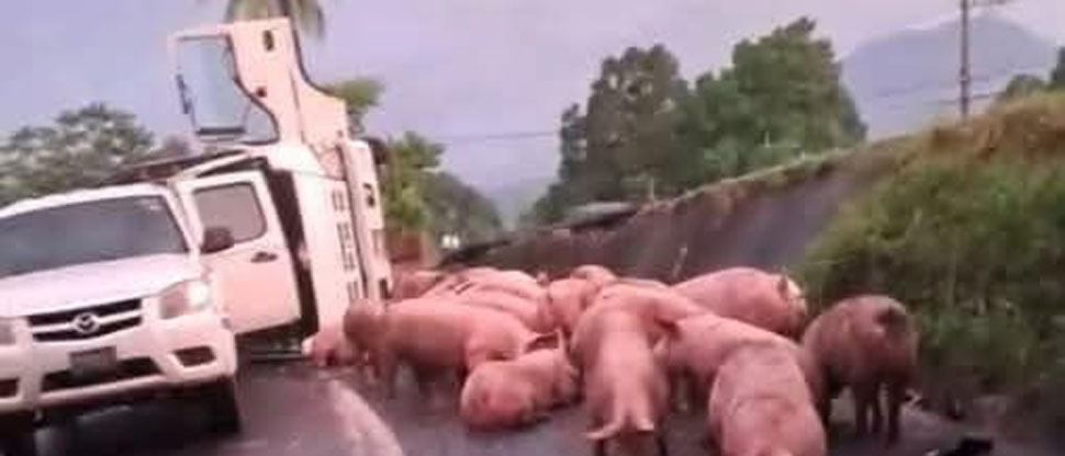 Camión que transportaba cerdos vuelca en Sonsonate