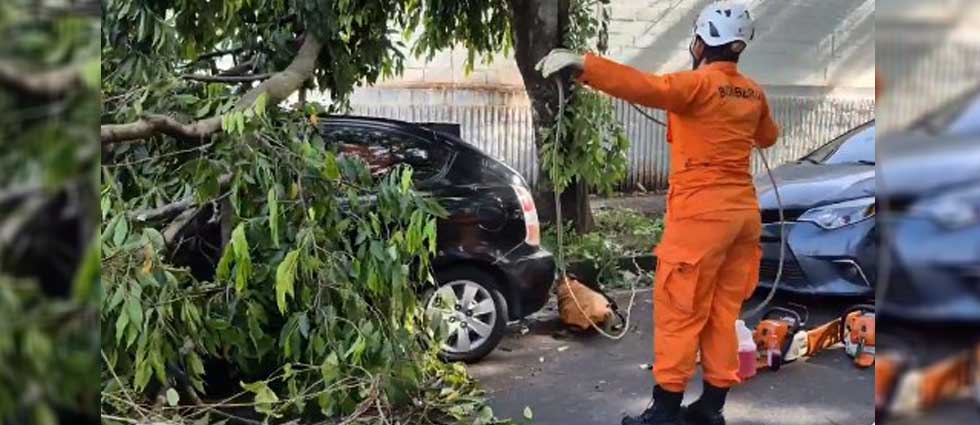 Remueven rama de un árbol que cayó sobre un auto en San Salvador