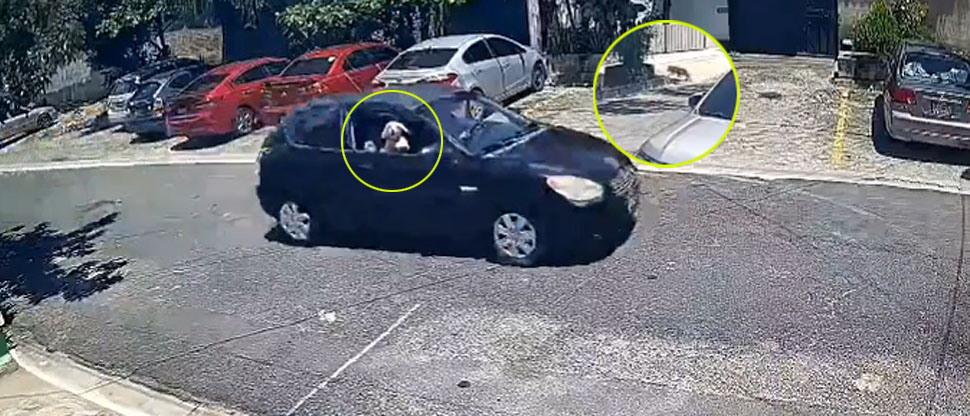 Captan momento cuando perrita es abandonada en una calle del barrio San Jacinto
