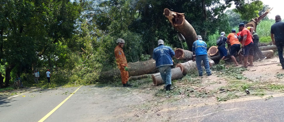 Protección Civil retira escombros de árbol de conacaste que cayó en carretera Litoral