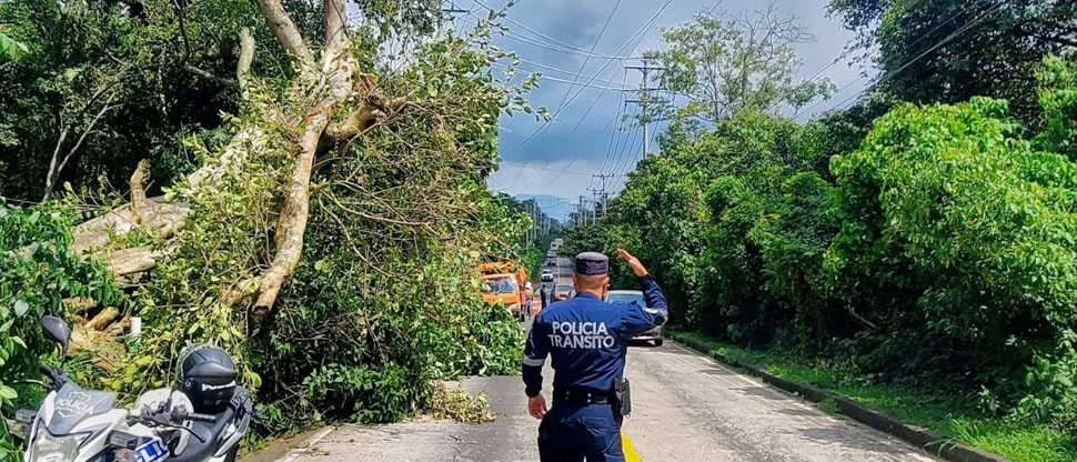 Autoridades coordinan el tráfico tras la caía de árbol de gran tamaño en calle al Boquerón