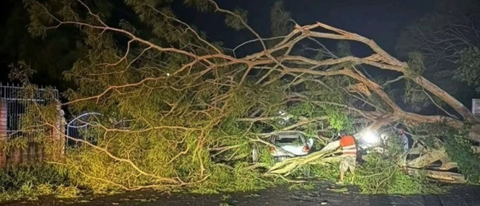 Mujer queda atrapada en vehículo tras caerle un árbol en La Unión