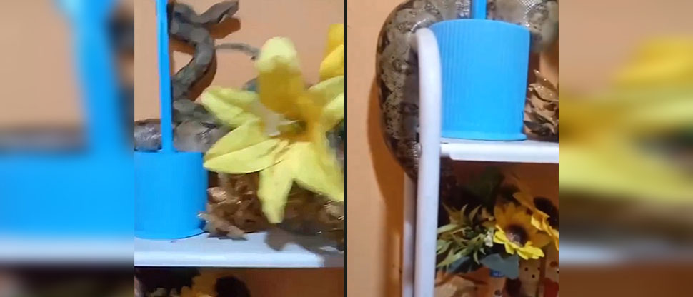 Familia se lleva fuerte susto al encontrar tremenda mazacuata dentro del baño de la vivienda