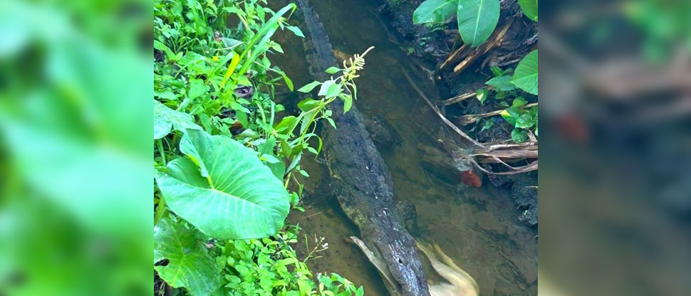 Cocodrilo atrapa a un perrito en Garita Palmera, Ahuachapán
