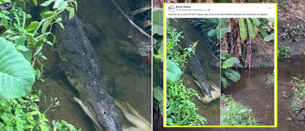 Escena de cocodrilo tragándose a un perrito fue en México