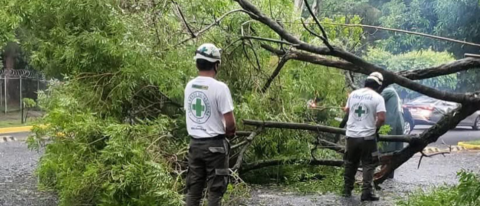Socorristas colaboran en la remoción de árbol caído en cercanías a Universidad de El Salvador