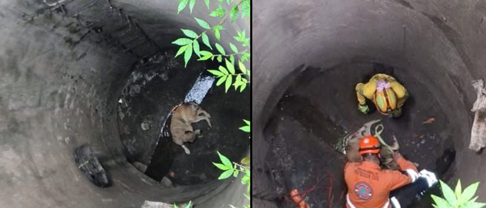 Rescatan a perrito que cayó al fondo de un pozo de desagüe en Nejapa