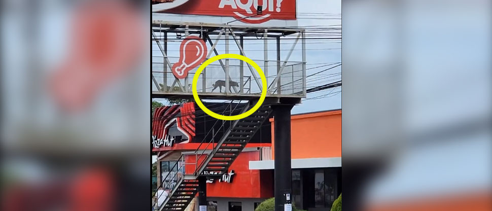 Captan a “Firulais” dando el ejemplo cruzando una transitada calle por la pasarela peatonal